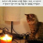 웃긴짤 외국꺼 <b>번역</b> 너무