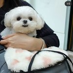 [댓글부탁해] 이런 립 아는 사람?!