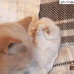 [드루와] 술취한 우리아빠.<b>gif</b>