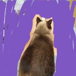 [댓글부탁해] 몸에 올라탄 고양이 재<b>업로드</b>