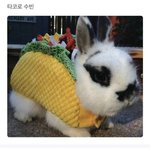 본진 쓰고가봐 최애 맞혀볼게
