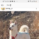 야 근데 <b>진돗개</b> 멋있지 않냐?
