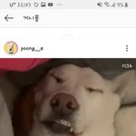 아까 <b>진돗개</b> 쓰닌데 이거 <b>개</b>웃기지 않냐