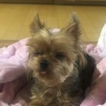 우리 집 강아지 <b>기엽</b>지?