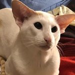 [고양이] 집사랑 놀고 싶어 야옹거리는 오리엔탈 고양이