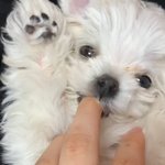 [강아지] 3개월 된 말티즈 데리고 첫 <b>산책</b>!