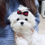 [강아지] 마요랑 놀자