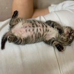 [고양이] 길출신냥이 <b>라라</b>의 성장기 다섯번째(<b>라라</b> 잠버릇)