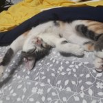 [드루와] 우리집 냥이만 이러구 <b>자니</b>..