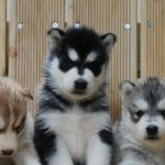울룩불룩한 숏패딩 ㅇㄷ서 <b>사냐</b>ㅠㅠ