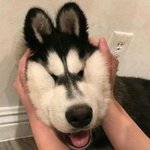 <b>양털</b> 플리스 사고 싶은데 ㅠㅠ
