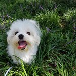 [강아지] 우리 댕댕이 매롱이