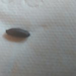 <b>밀봉</b> 마른멸치에서 나온  쥐똥?