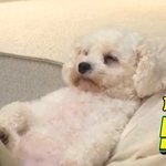 <b>isfp</b>랑 esfp랑 잘 맞는거 같음 아닌가??