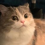 [고양이] 깜찍하고 애교 많은 먼치킨 고양이에요