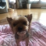 <b>울집</b> 멍멍이 봐