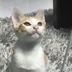 니네 안자는거 아니깐 내 연애좀 도와<b>조라</b>