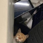 [댓글부탁해] 나 <b>왓챠</b> 질렀는데 !!!!!