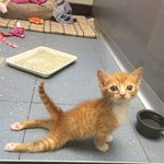 존잘로 건강하게 폭풍 성장한 아<b>깽이</b>