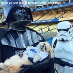 세계에서 젤 유명한 <b>시추</b> 할아버지