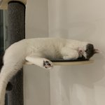 [고양이] 우리 집 막내고영 <b>임보</b>+성장기