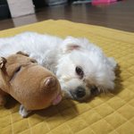 [<b>강아지</b>] 울집 <b>막내</b> 두부~~~~