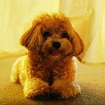 햄버거 <b>야채</b>ㅂ