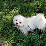 [강아지] 우리 댕댕이 매롱이2