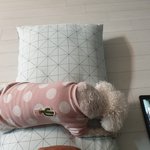 [강아지] 울딸<b>래미</b> 애견방송시청중