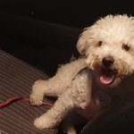 [강아지] 울딸<b>래미</b> 애교