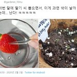딸끼씨 뽑아서 심어봤더니