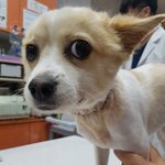 [강아지] 누더기견과 <b>목줄</b>아이 소식