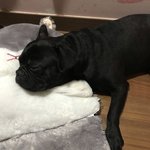 [댓글부탁해] 어제 보호소에서 강아지 <b>입양</b>해왔는데 어떡해..