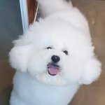 야 이 짤 너무 <b>기엽</b>지않오 ㅜㅜ??