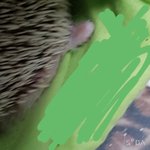 고슴이 <b>꼬리</b> 봐봐