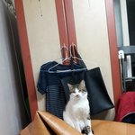 우리 냥이