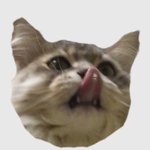 엄마생신선물로 고양이 티셔츠드릴건데