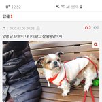 [드루와] 아 오늘의 판 <b>시</b><b>츄</b>에 댓글 개웃긴닼ㅋㅌ