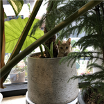 [고양이] 우연히 나에게 온 <b>콩떡</b>야옹이