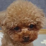 <b>양털</b> 뽀글이? 플리스 사고싶은데