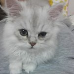 [고양이] 모시고 사는 묘르신님