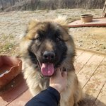 [강아지] 깨<b>발랄</b>한 아이의 가족이 되어주세요
