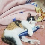 [고양이] 나는야 개냥이 딱지~!!~!! (5)