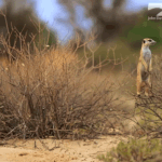 얘들아 <b>ISFP</b>였는데 ESFP로 바뀐 인간 있음?