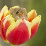 [댓글부탁해] <b>문상</b> 10만 원 올리브영에다 꼴아박는 거 어때