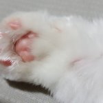 [동물이야기] 이름이 <b>아가</b>인 고양이~~
