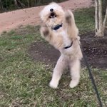 [강아지] <b>텐션</b> 넘치는 우리집 댕댕이 보구가