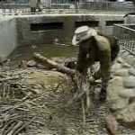 자신의 집이 무너지는 걸 보고 충격먹은 <b>비버</b>