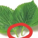 [추반] 깻잎먹을때 <b>꼭지</b> 먹는다 안먹는다