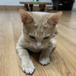 [고양이] 우연히 나에게 온 <b>콩떡</b>야옹이 2